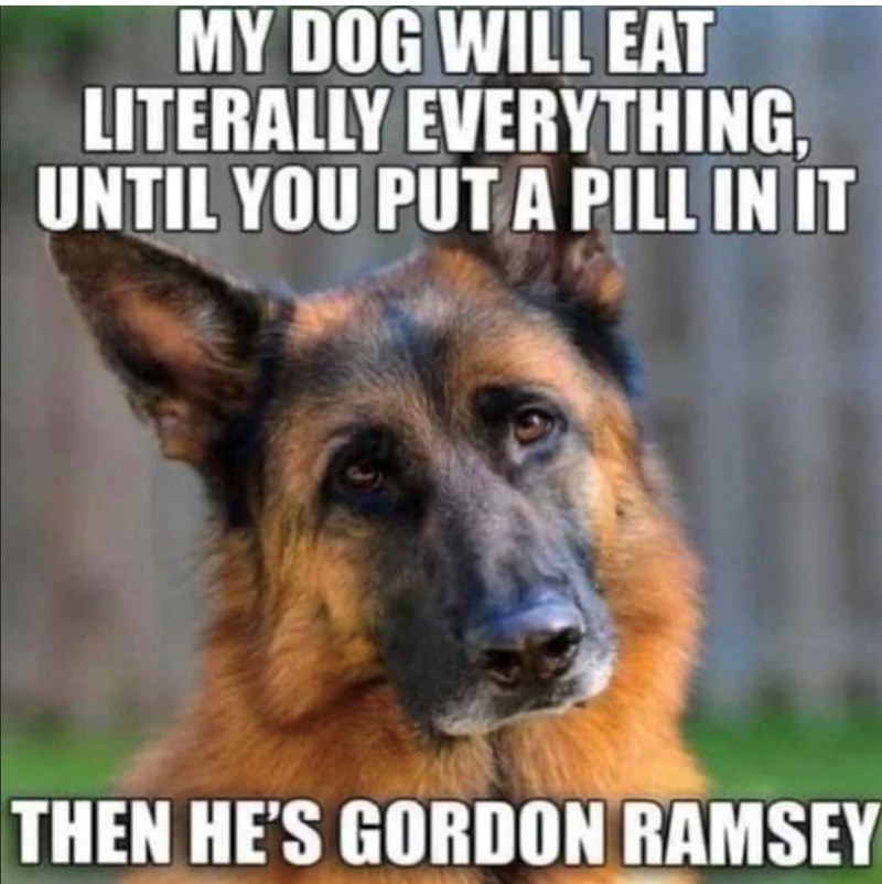MY DOG WILL EAT LITERALLY EVERYTHING, UNTIL YOU PUT A PILL IN IT THEN HE'S GORDON RAMSEY