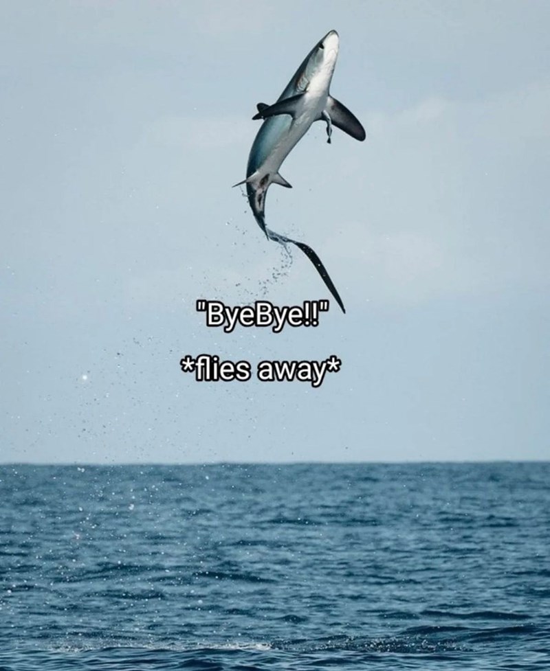 "Bye Bye!!" *flies away*