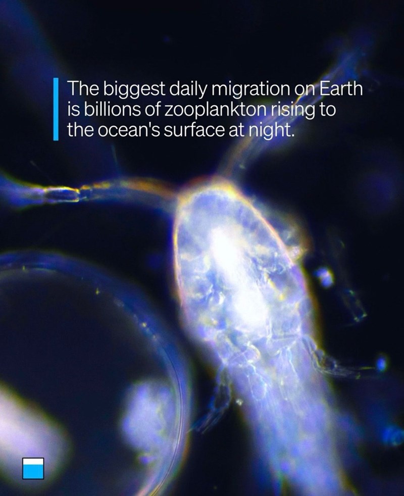 The biggest daily migration on Earth is billions of zooplankton rising to the ocean's surface at night.
