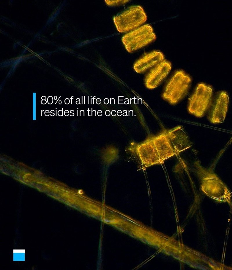 80% of all life on Earth resides in the ocean.