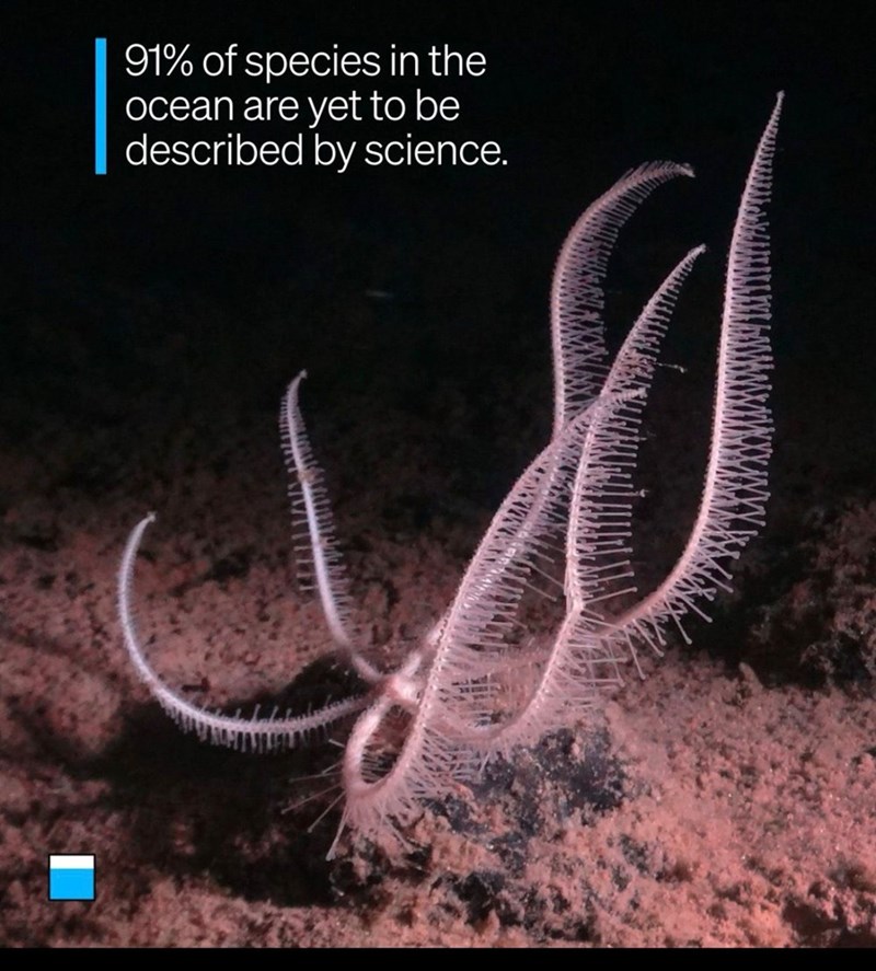 91% of species in the ocean are yet to be described by science.