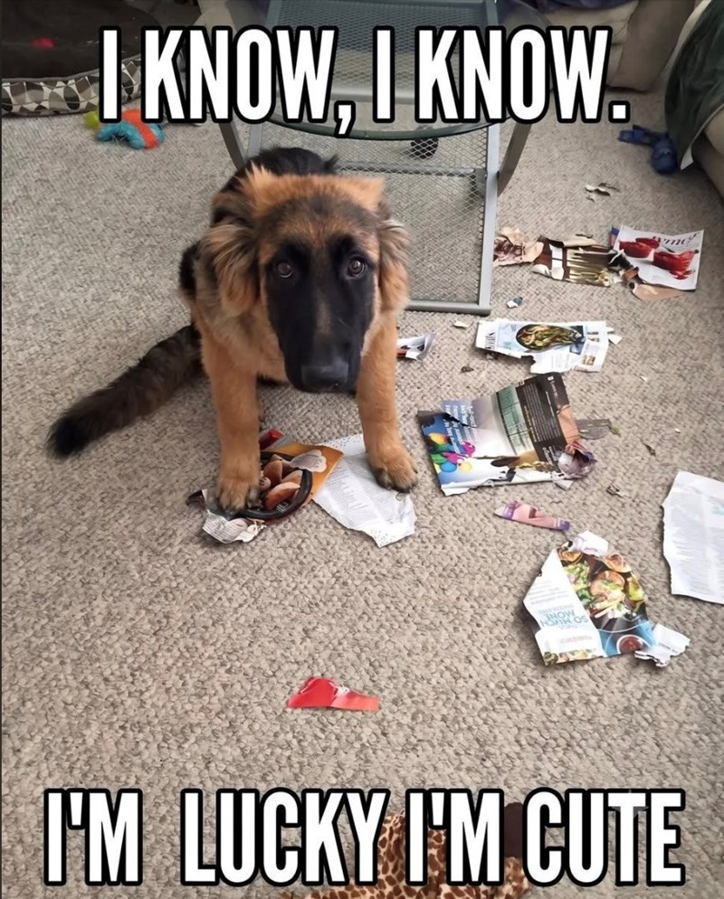 I KNOW, I KNOW. NOAH OS I'M LUCKY I'M CUTE