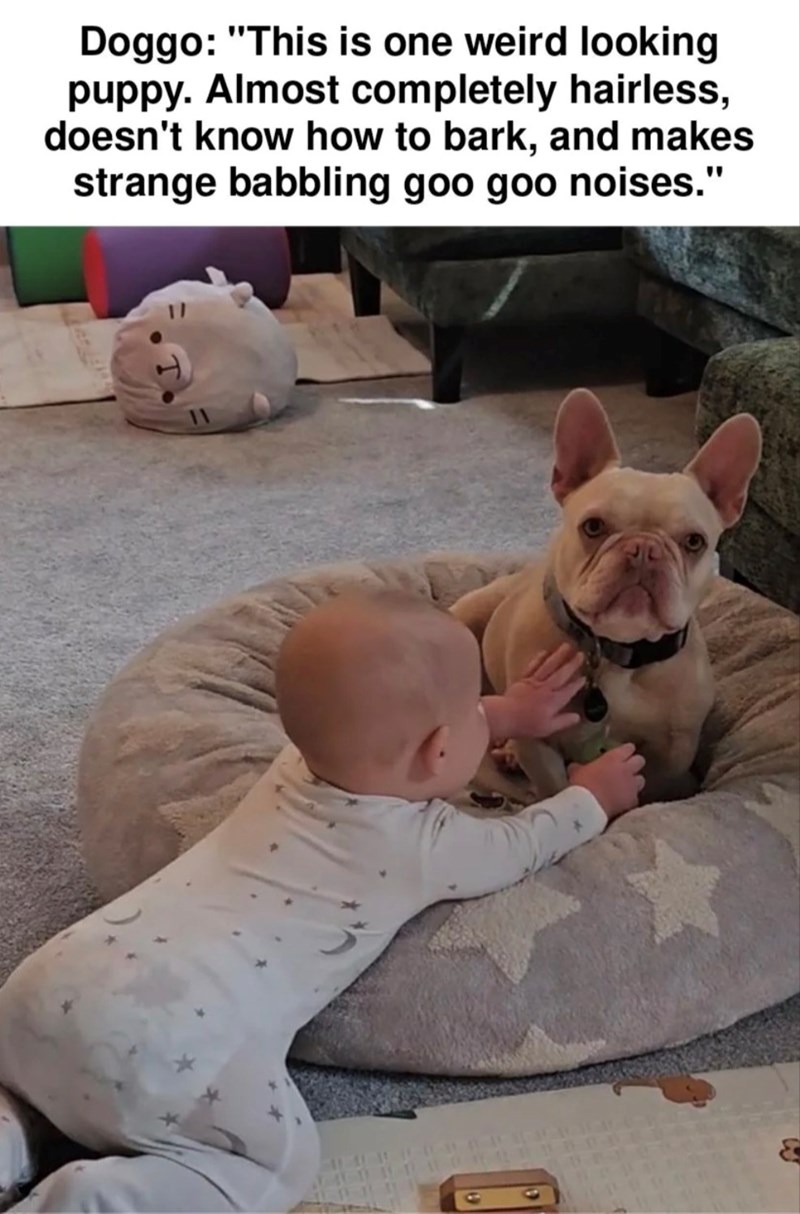 Doggo: "This is one weird looking puppy. Almost completely hairless, doesn't know how to bark, and makes strange babbling goo goo noises."