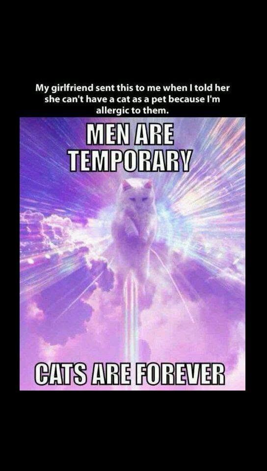 My girlfriend sent this to me when I told her she can't have a cat as a pet because I'm allergic to them. MEN ARE TEMPORARY CATS ARE FOREVER