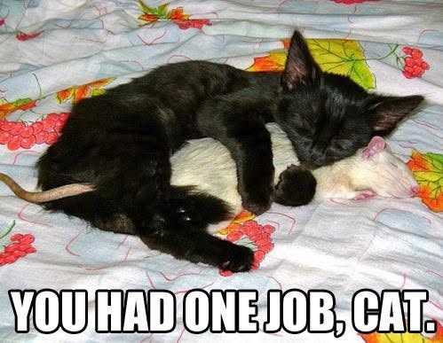YOU HAD ONE JOB, CAT.