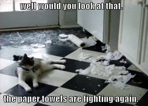 well would you look at that. the paper towels are fighting again.