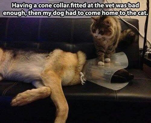 Having a cone collar fitted at the vet was bad enough, then my dog had to come home to the cat.