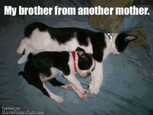 My brother from another mother. Captions By: ILove Funny Cats.me
