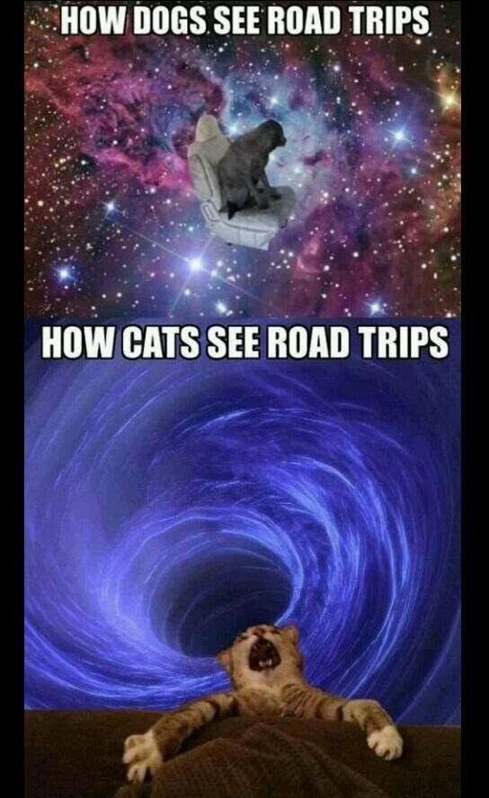 HOW DOGS SEE ROAD TRIPS HOW CATS SEE ROAD TRIPS