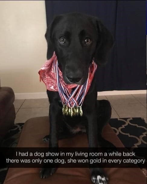 I had a dog show in my living room a while back there was only one dog, she won gold in every category