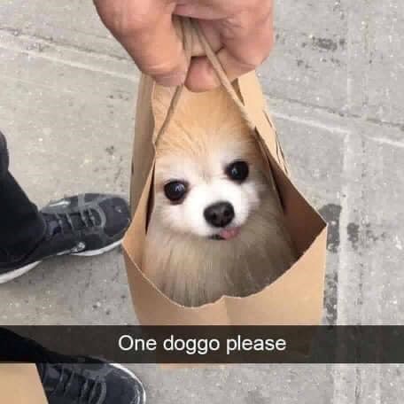 One doggo please