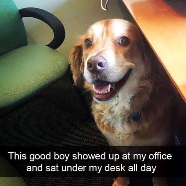This good boy showed up at my office and sat under my desk all day