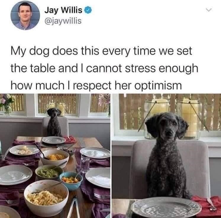 Jay Willis @jaywillis My dog does this every time we set the table and I cannot stress enough how much I respect her optimism