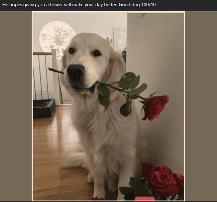 He hopes giving you a flower will make your day better. Good dog 100/10