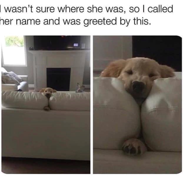 I wasn't sure where she was, so I called her name and was greeted by this.
