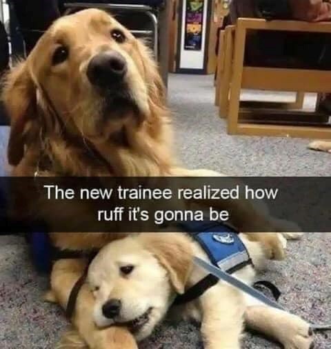The new trainee realized how ruff it's gonna be