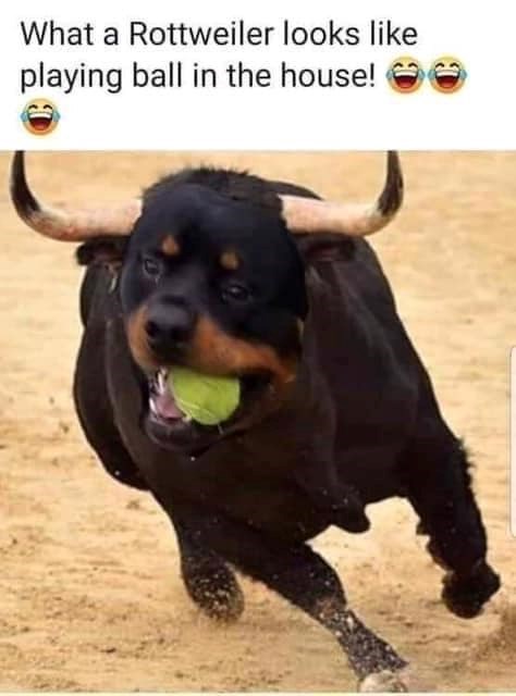 What a Rottweiler looks like playing ball in the house!