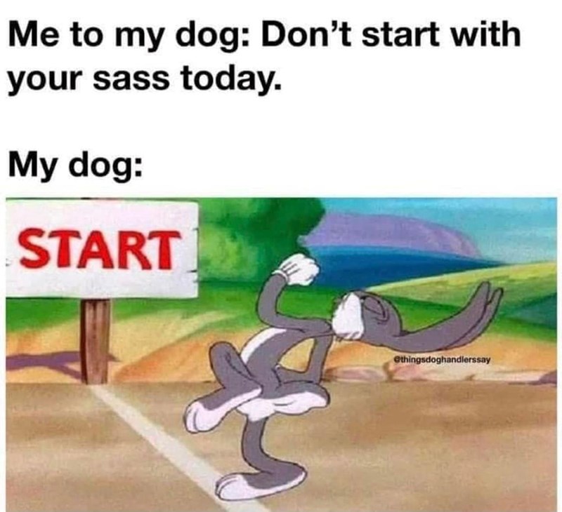Me to my dog: Don't start with your sass today. My dog: START @thingsdoghandlerssay
