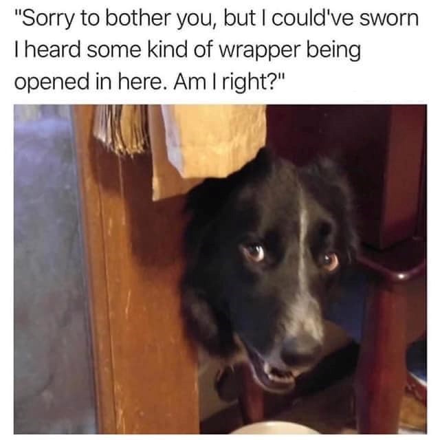 "Sorry to bother you, but I could've sworn I heard some kind of wrapper being opened in here. Am I right?"