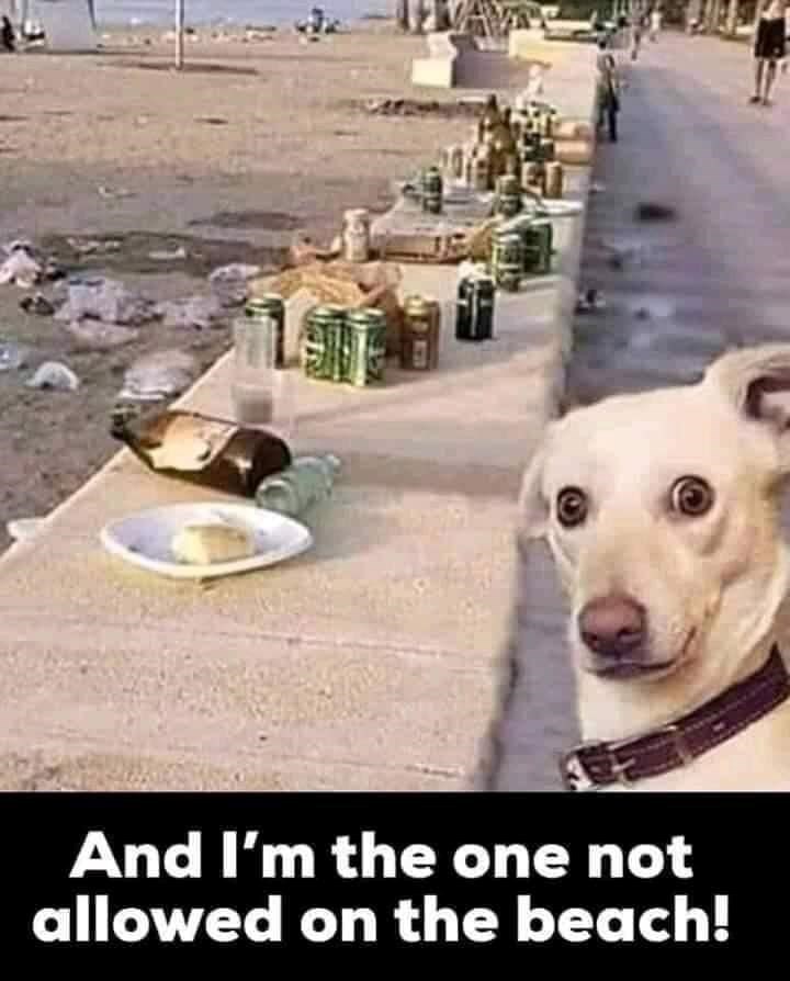 And I'm the one not allowed on the beach!