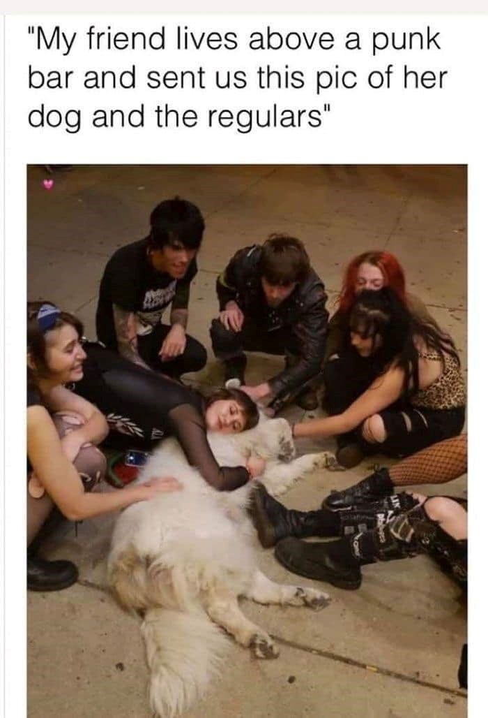 "My friend lives above a punk bar and sent us this pic of her dog and the regulars"
