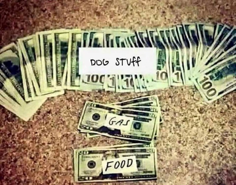 DOG STUFF GASO FOOD 100