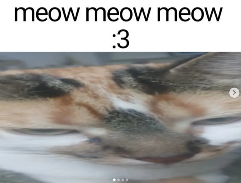 meow meow meow :3 >
