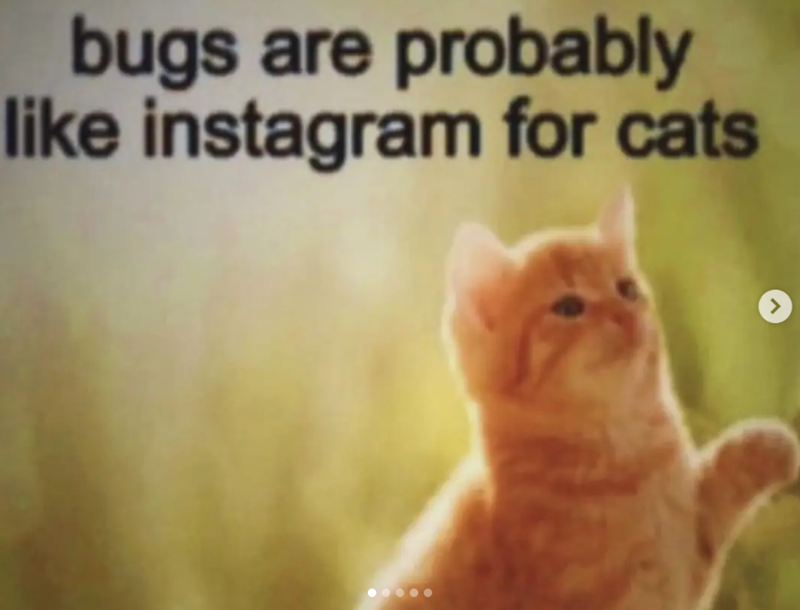 bugs are probably like instagram for cats ر
