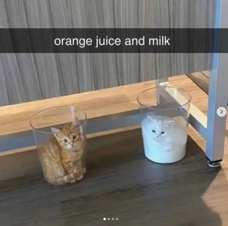 orange juice and milk >