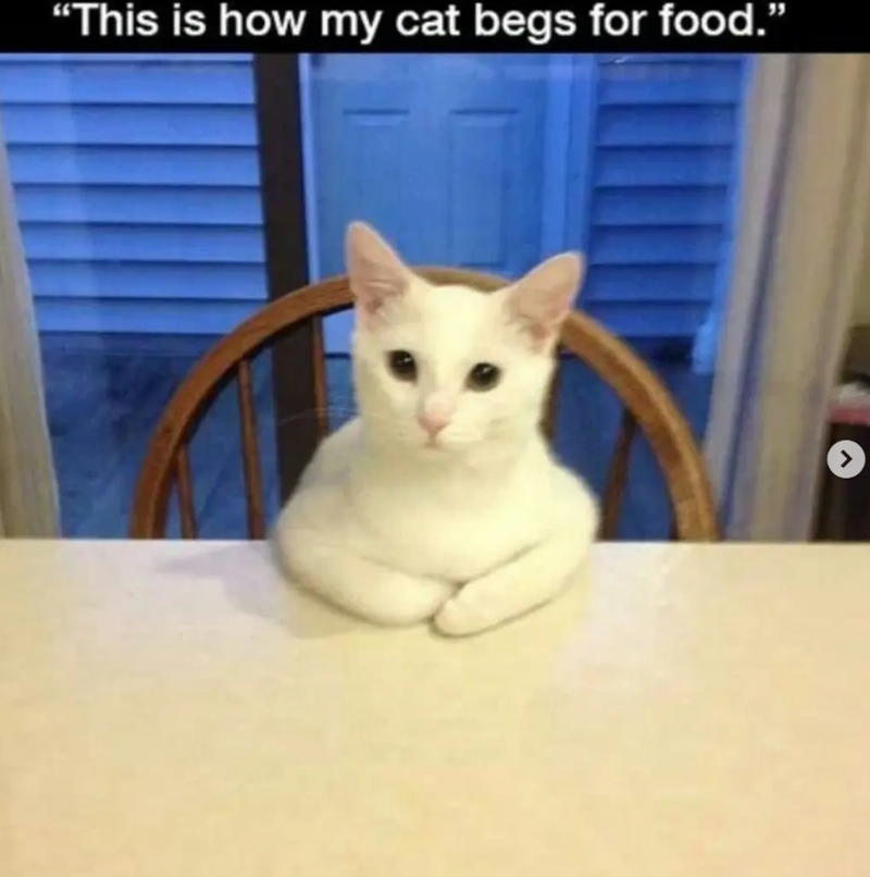 "This is how my cat begs for food." >