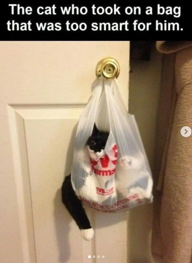 The cat who took on a bag that was too smart for him. arm CVS ARTICIPATING RECYCLING