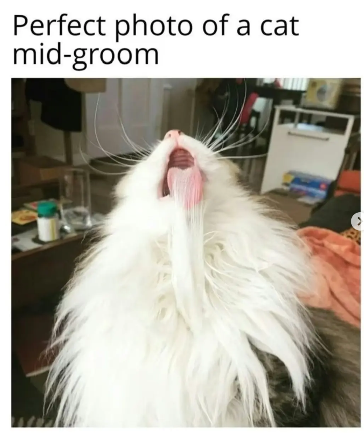 Perfect photo of a cat mid-groom