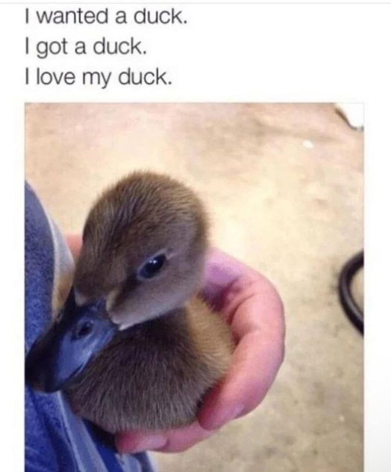 I wanted a duck. I got a duck. I love my duck.
