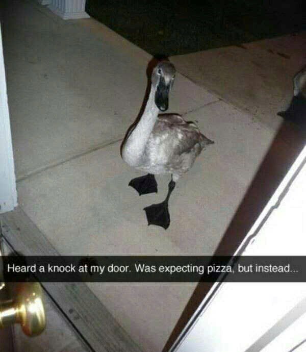 Heard a knock at my door. Was expecting pizza, but instead...