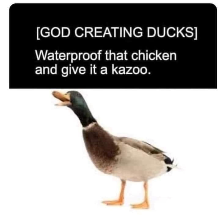 [GOD CREATING DUCKS] Waterproof that chicken and give it a kazoo.