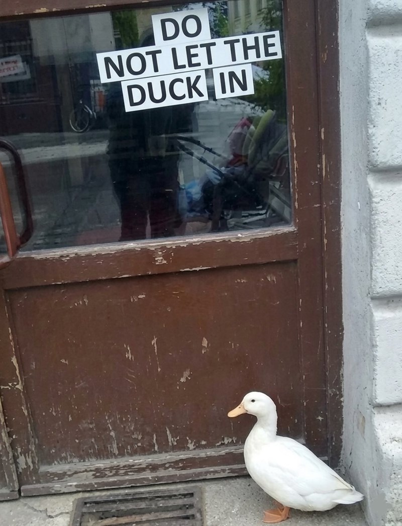 DO NOT LET THE DUCK IN