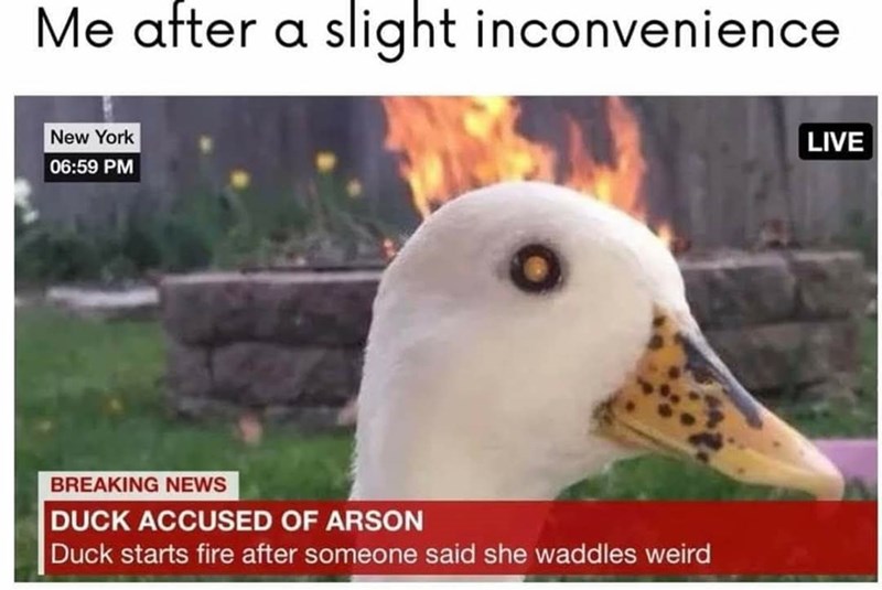 Me after a slight inconvenience New York 06:59 PM BREAKING NEWS DUCK ACCUSED OF ARSON Duck starts fire after someone said she waddles weird LIVE