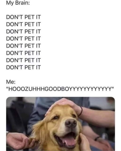 My Brain: DON'T PET IT DON'T PET IT DON'T PET IT DON'T PET IT DON'T PET IT DON'T PET IT DON'T PET IT DON'T PET IT Me: "HOOOZUHHHGOODBOYYYYYYYYYYYY"
