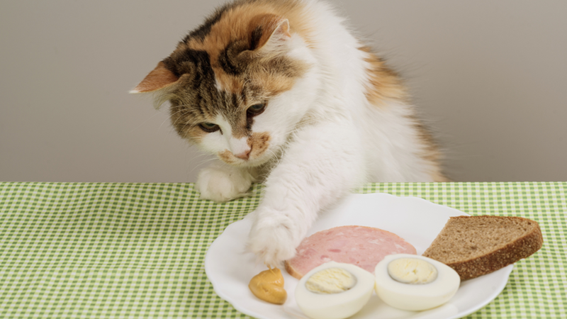 Cheezburger Image 10661217792