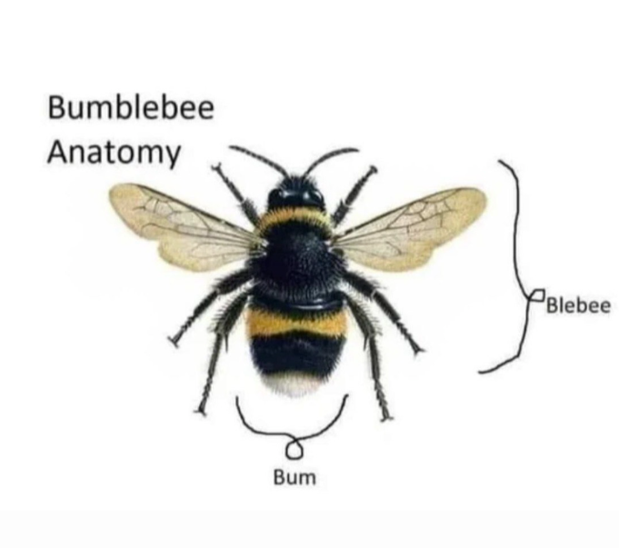 Bumblebee Anatomy Bum Blebee
