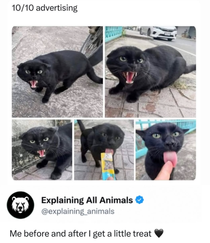 10/10 advertising Explaining All Animals @explaining_animals Me before and after I get a little treat