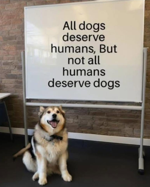 All dogs deserve humans, But not all humans deserve dogs