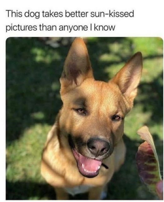 This dog takes better sun-kissed pictures than anyone I know
