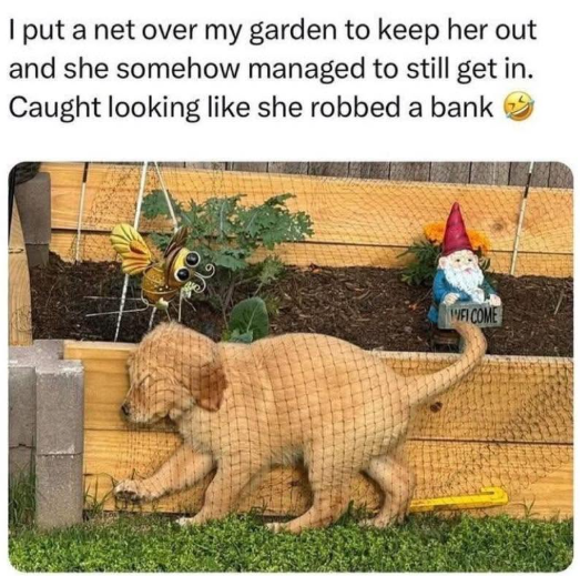 I put a net over my garden to keep her out and she somehow managed to still get in. Caught looking like she robbed a bank MFI COME