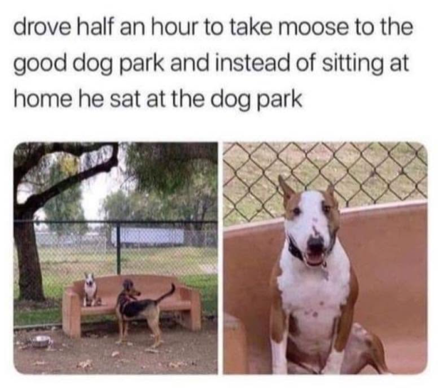 drove half an hour to take moose to the good dog park and instead of sitting at home he sat at the dog park