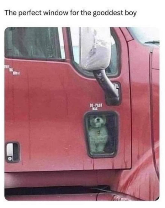 The perfect window for the gooddest boy CO-PILOT MAX