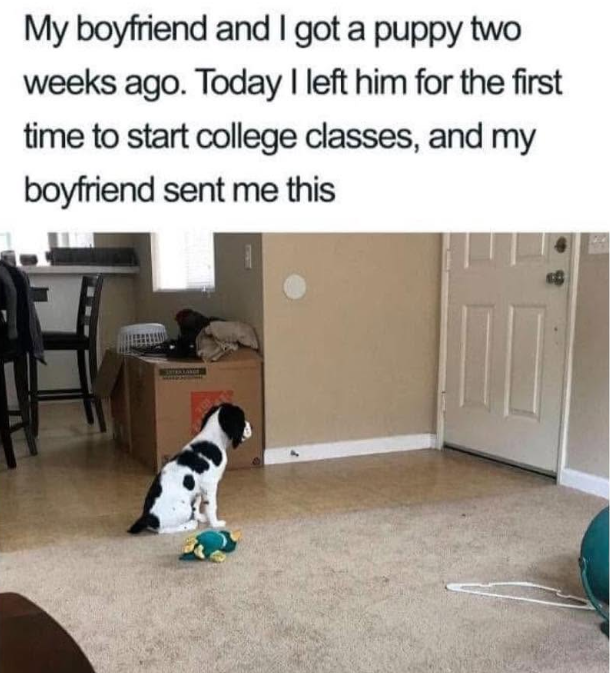 My boyfriend and I got a puppy two weeks ago. Today I left him for the first time to start college classes, and my boyfriend sent me this