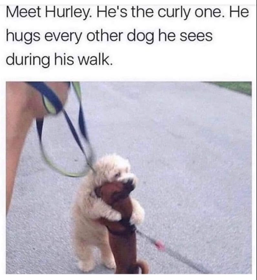Meet Hurley. He's the curly one. He hugs every other dog he sees during his walk.