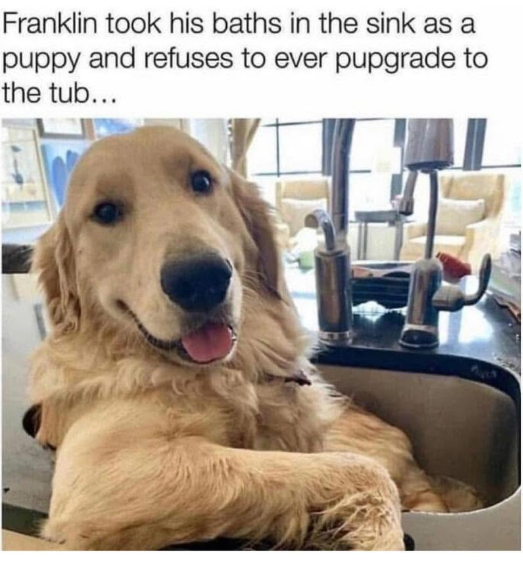 Franklin took his baths in the sink as a puppy and refuses to ever pupgrade to the tub...