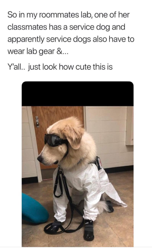 So in my roommates lab, one of her classmates has a service dog and apparently service dogs also have to wear lab gear &... Y'all.. just look how cute this is